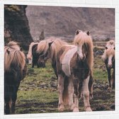 WallClassics - Muursticker - Kudde Friese Paarden - 100x100 cm Foto op Muursticker