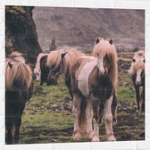 WallClassics - Muursticker - Kudde Friese Paarden - 80x80 cm Foto op Muursticker
