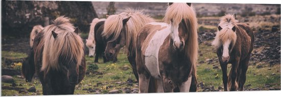 WallClassics - Acrylglas - Kudde Friese Paarden - 150x50 cm Foto op Acrylglas (Wanddecoratie op Acrylaat)