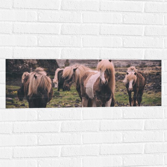 WallClassics - Muursticker - Kudde Friese Paarden - 90x30 cm Foto op Muursticker
