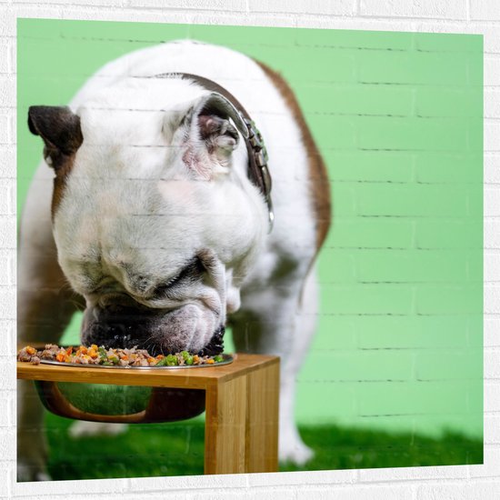WallClassics - Muursticker - Hondje aan het Eten voor Groene Achtergrond - Buldog - 100x100 cm Foto op Muursticker