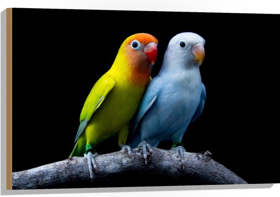 Hout - Oranje-Gele Vogel met Blauwe Vogel op Tak tegen Zwarte Achtergrond - 90x60 cm - 9 mm dik - Foto op Hout (Met Ophangsysteem)