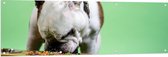 WallClassics - Tuinposter – Hondje aan het Eten voor Groene Achtergrond - Buldog - 150x50 cm Foto op Tuinposter (wanddecoratie voor buiten en binnen)