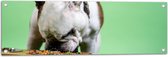 WallClassics - Tuinposter – Hondje aan het Eten voor Groene Achtergrond - Buldog - 90x30 cm Foto op Tuinposter (wanddecoratie voor buiten en binnen)