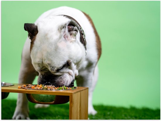 WallClassics - Poster brillant – Chien mangeant devant un fond vert – Bouledogue – 80 x 60 cm Photo sur papier poster avec finition brillante