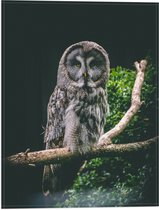 WallClassics - Drapeau - Hibou sur Branche - Hibou de la Grande Muraille - 30x40 cm Photo sur Drapeau Polyester