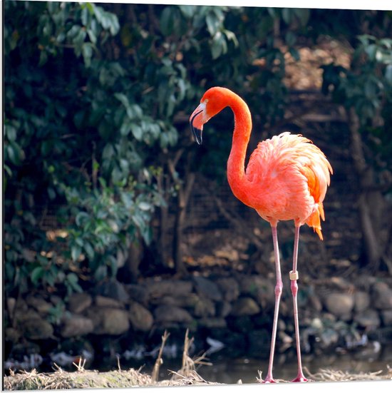 Dibond - Staande Roze Flamingo - 80x80 cm Foto op Aluminium (Met Ophangsysteem)