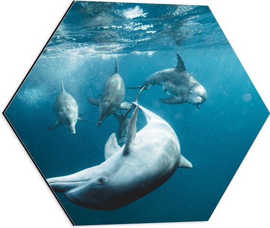Dibond Hexagon - Vrolijke Dolfijnen in de Zee - 50x43.5 cm Foto op Hexagon (Met Ophangsysteem)