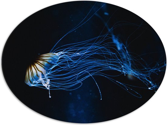 Dibond Ovaal - Lichtgevende Blauwe Kwal in de Zee - 80x60 cm Foto op Ovaal (Met Ophangsysteem)