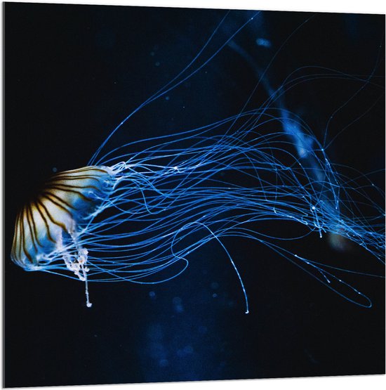 Acrylglas - Lichtgevende Blauwe Kwal in de Zee - 100x100 cm Foto op Acrylglas (Met Ophangsysteem)
