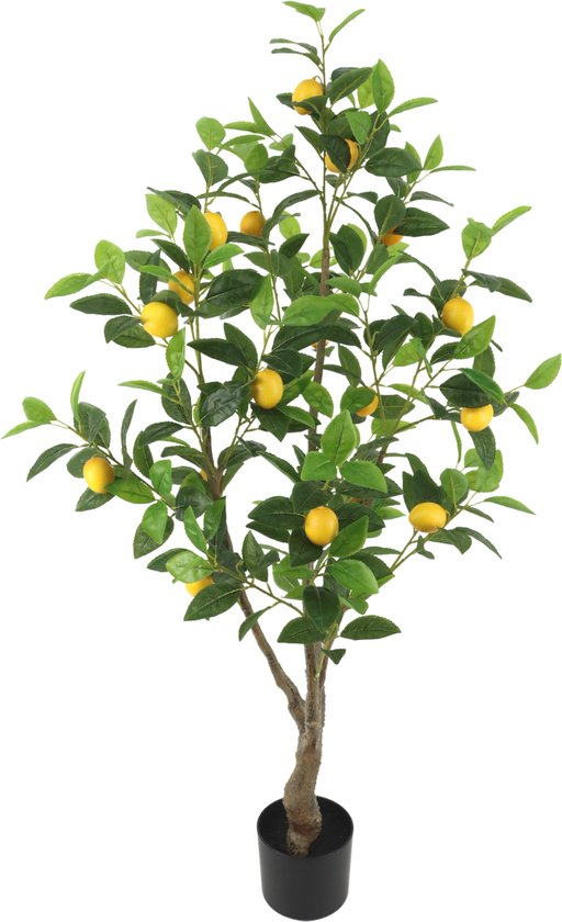 Citrus plant kopen? - Altijd gratis verzeiding! - Boompje voor Thuis