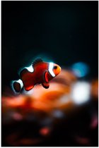 WallClassics - Poster (Mat) - Nemo Vis - 80x120 cm Foto op Posterpapier met een Matte look