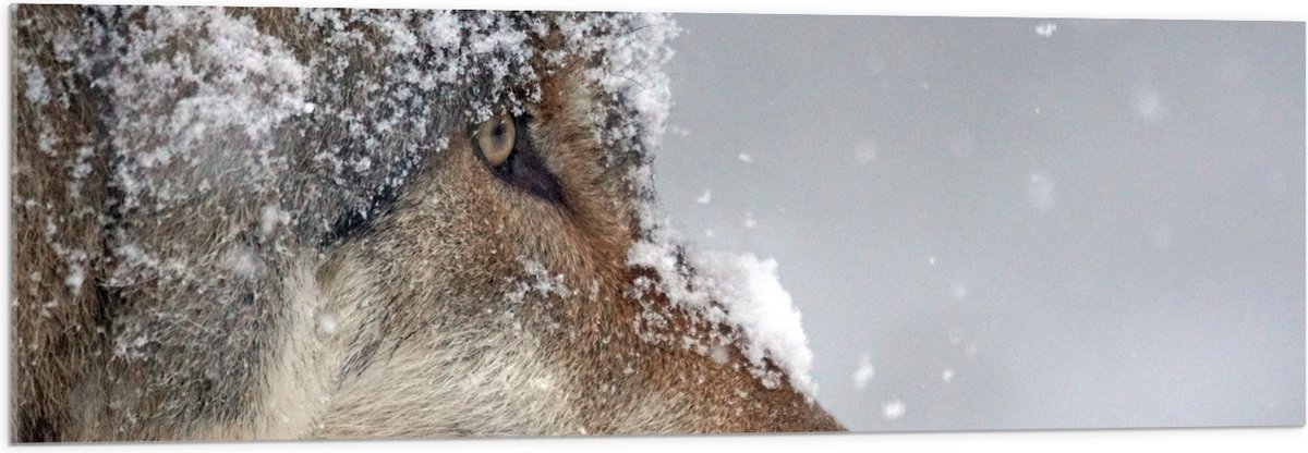 Acrylglas - Vlokken Sneeuw op Kop van Geconcentreerde Wolf - 120x40 cm Foto op Acrylglas (