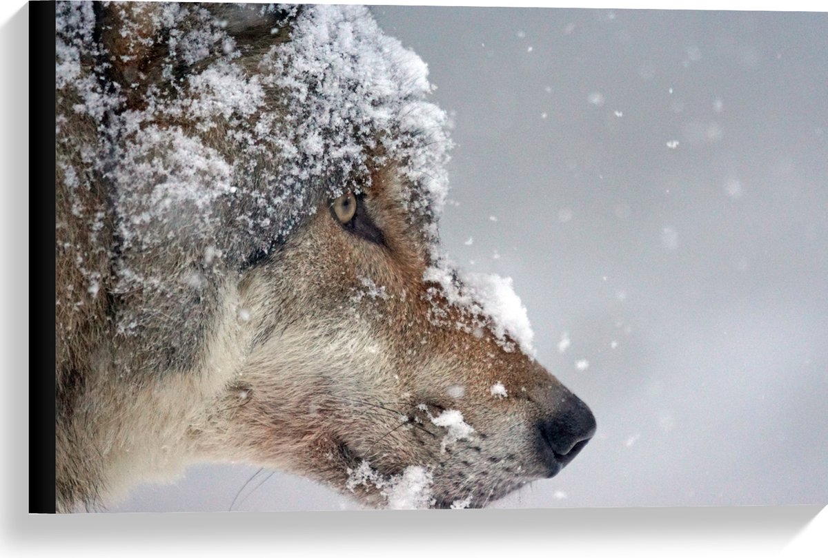 Canvas - Vlokken Sneeuw op Kop van Geconcentreerde Wolf - 60x40 cm Foto op Canvas Schilder