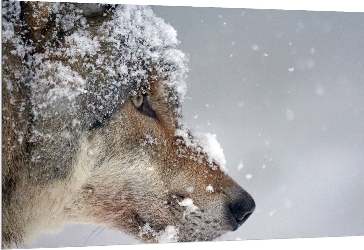 Dibond - Vlokken Sneeuw op Kop van Geconcentreerde Wolf - 150x100 cm Foto op Aluminium (Wa