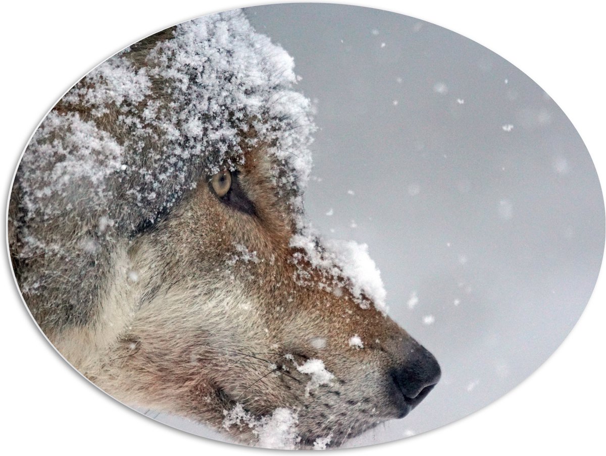 PVC Schuimplaat Ovaal - Vlokken Sneeuw op Kop van Geconcentreerde Wolf - 96x72 cm Foto op 