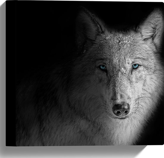wasserette grafisch Bezit Canvas - Wolf met Lichtblauwe Ogen tegen Zwarte Achtergrond - 30x30 cm Foto  op Canvas... | bol.com