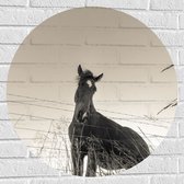 WallClassics - Muursticker Cirkel - Neerkijkend Paard (Zwart- wit) - 70x70 cm Foto op Muursticker
