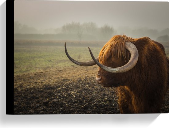 Canvas - Wegkijkende Schotse Hooglander met Lange Horens in Wei - 40x30 cm Foto op Canvas Schilderij (Wanddecoratie op Canvas)