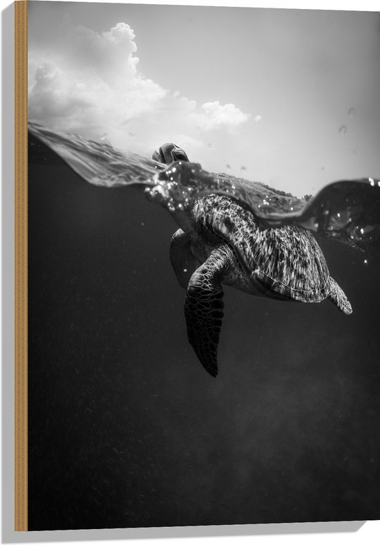 WallClassics - Hout - Schildpad zwemmend aan het Wateroppervlak - 50x75 cm - 9 mm dik - Foto op Hout (Met Ophangsysteem)