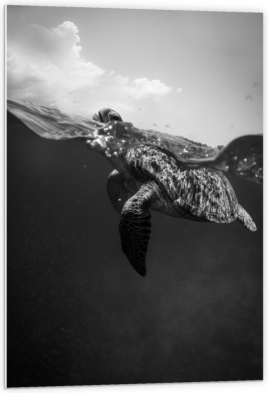 WallClassics - PVC Schuimplaat- Schildpad zwemmend aan het Wateroppervlak - 60x90 cm Foto op PVC Schuimplaat