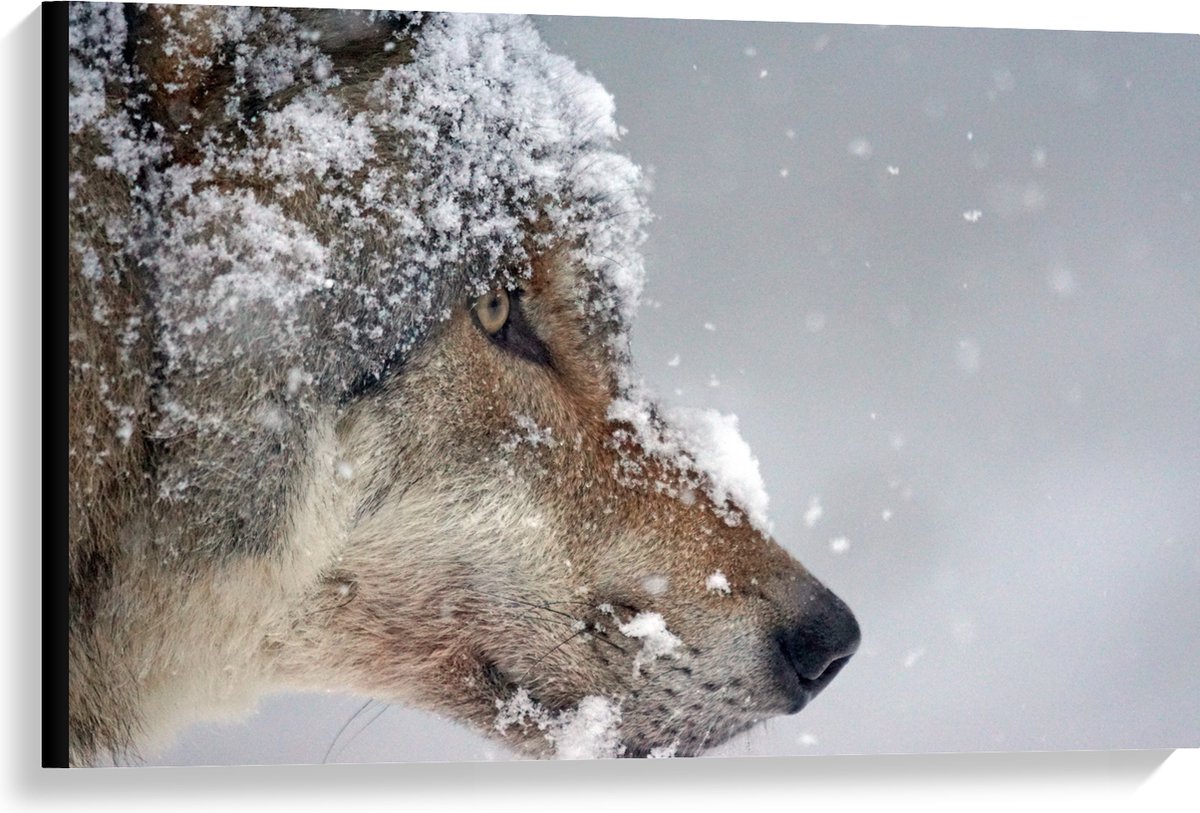 Canvas - Vlokken Sneeuw op Kop van Geconcentreerde Wolf - 90x60 cm Foto op Canvas Schilder