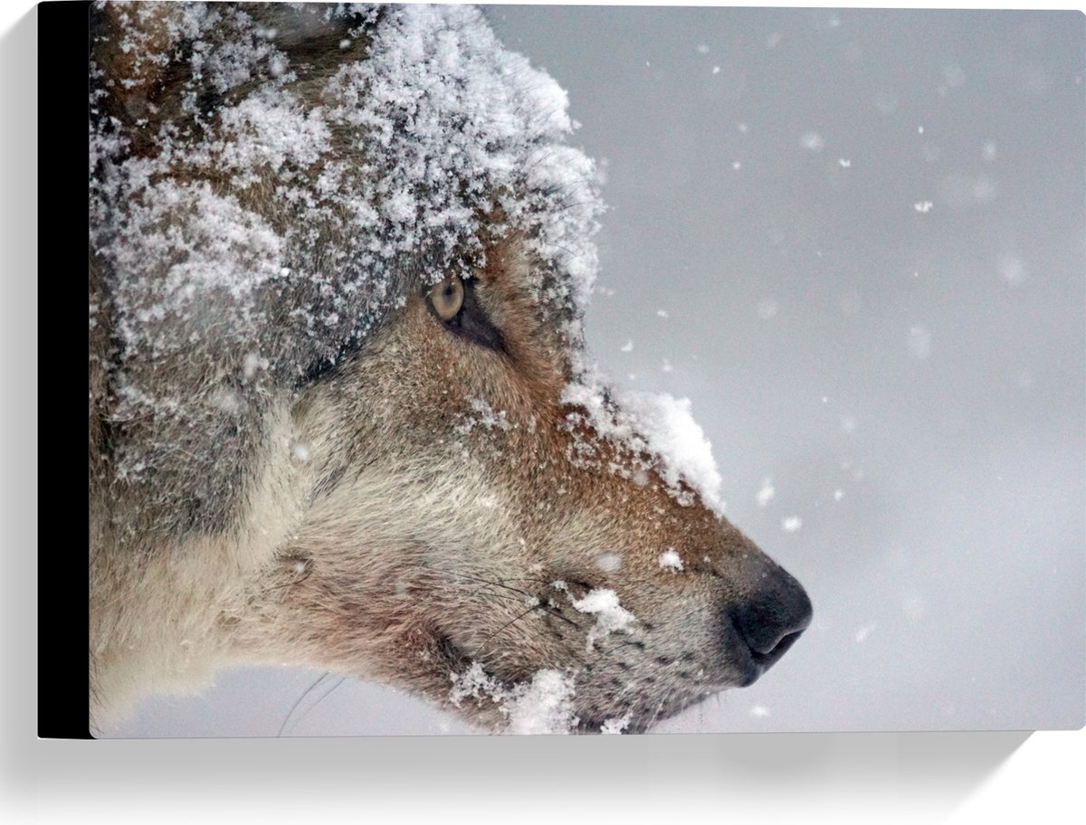 Canvas - Vlokken Sneeuw op Kop van Geconcentreerde Wolf - 40x30 cm Foto op Canvas Schilder