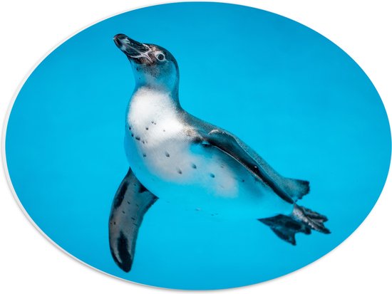 PVC Schuimplaat Ovaal - Zwemmende Pingïun in Blauwe Zee - 40x30 cm Foto op Ovaal (Met Ophangsysteem)