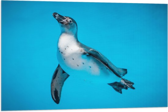 Vlag - Zwemmende Pingïun in Blauwe Zee - 90x60 cm Foto op Polyester Vlag