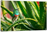 Tuinposter – Gekleurd Vogeltje in de Groene Planten - 120x80 cm Foto op Tuinposter (wanddecoratie voor buiten en binnen)