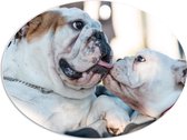 WallClassics - PVC Schuimplaat Ovaal - Likkende Bulldog Honden - 80x60 cm Foto op Ovaal (Met Ophangsysteem)