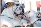 WallClassics - Acrylglas - Likkende Bulldog Honden - 120x80 cm Foto op Acrylglas (Met Ophangsysteem)