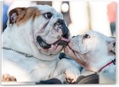 WallClassics - Acrylglas - Likkende Bulldog Honden - 40x30 cm Foto op Acrylglas (Met Ophangsysteem)