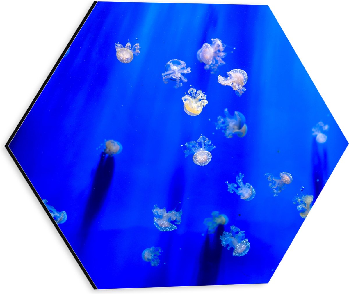 Dibond Hexagon - Groep Mini Kwallen in het Aquarium - 30x26.1 cm Foto op Hexagon (Met Ophangsysteem)
