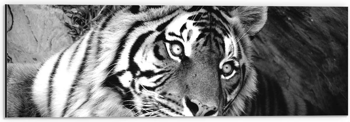 Dibond - Liggende Tijger bij Boomstam (Zwart- wit) - 60x20 cm Foto op Aluminium (Wanddecor