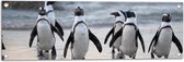 Tuinposter – Groep Pinguïns op het Strand - 90x30 cm Foto op Tuinposter (wanddecoratie voor buiten en binnen)