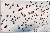 Tuinposter – Zwerm Vogels in Bewolkte Lucht - 75x50 cm Foto op Tuinposter (wanddecoratie voor buiten en binnen)