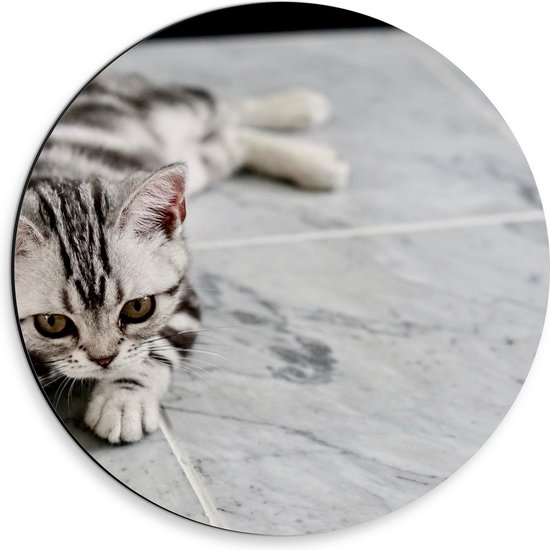 Dibond Muurcirkel - Zwart met Wit en Grijs Gekleurde Kitten - 30x30 cm Foto op Aluminium Muurcirkel (met ophangsysteem)