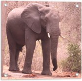 WallClassics - Tuinposter – Lopende Olifant op Bospad - 50x50 cm Foto op Tuinposter (wanddecoratie voor buiten en binnen)