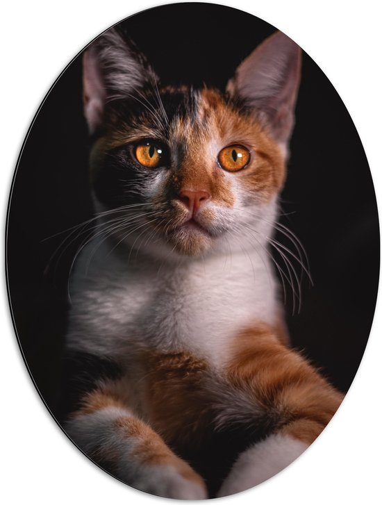 Dibond Ovaal - Gevlekte Kat met Zwarte Achtergrond - 51x68 cm Foto op Ovaal (Met Ophangsysteem)