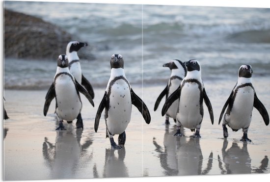 Acrylglas - Groep Pinguïns op het Strand - 120x80 cm Foto op Acrylglas (Wanddecoratie op Acrylaat)
