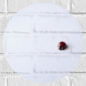 WallClassics - Muursticker Cirkel - Lieveheersbeestje op Witte Achtergrond - 30x30 cm Foto op Muursticker