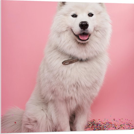 WallClassics - Acrylglas - Portret van Witte Hond tegen Roze Achtergrond met Confetti - 80x80 cm Foto op Acrylglas (Met Ophangsysteem)