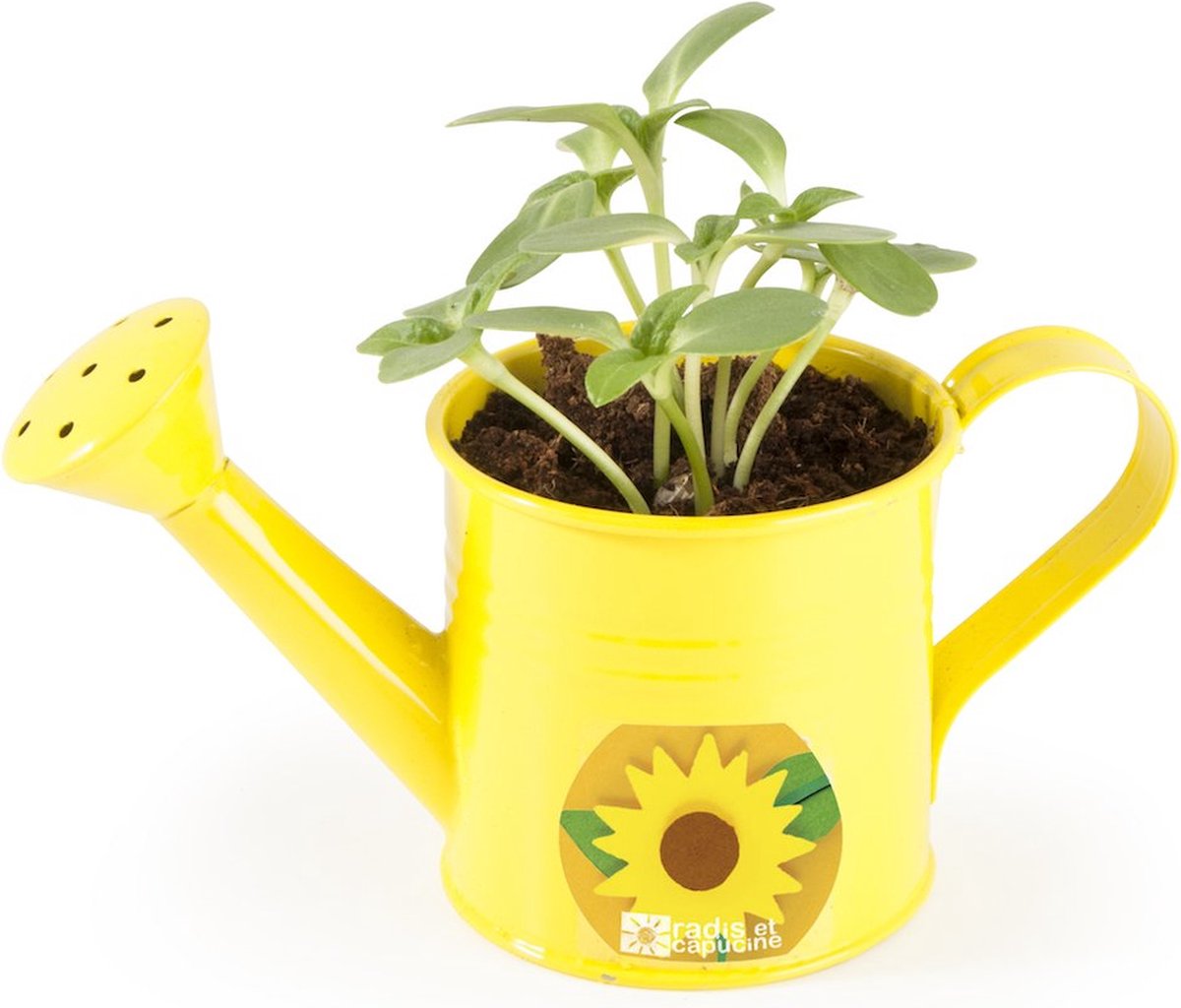Gieter met zonnebloempitten om te zaaien - Dg naturel lifestyle - lente - 1+1 gratis