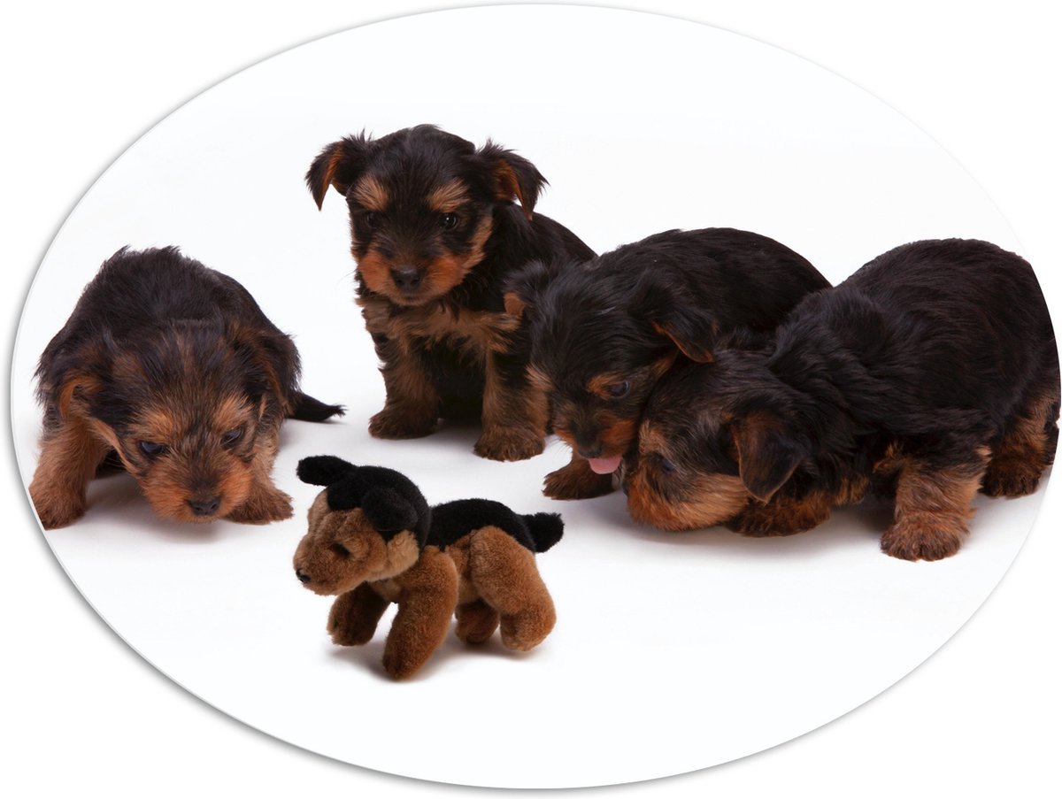 PVC Schuimplaat Ovaal - Vier Bruin met Zwarte Puppy's bij Soortgenoot Knuffel - 108x81 cm Foto op Ovaal (Met Ophangsysteem)