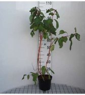 Cornus alba 'Baton Rouge' - Witte kornoelje 40 - 60 cm in pot