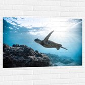 WallClassics - Muursticker - Tropische Zeeschildpad onder het Wateroppervlak - 105x70 cm Foto op Muursticker