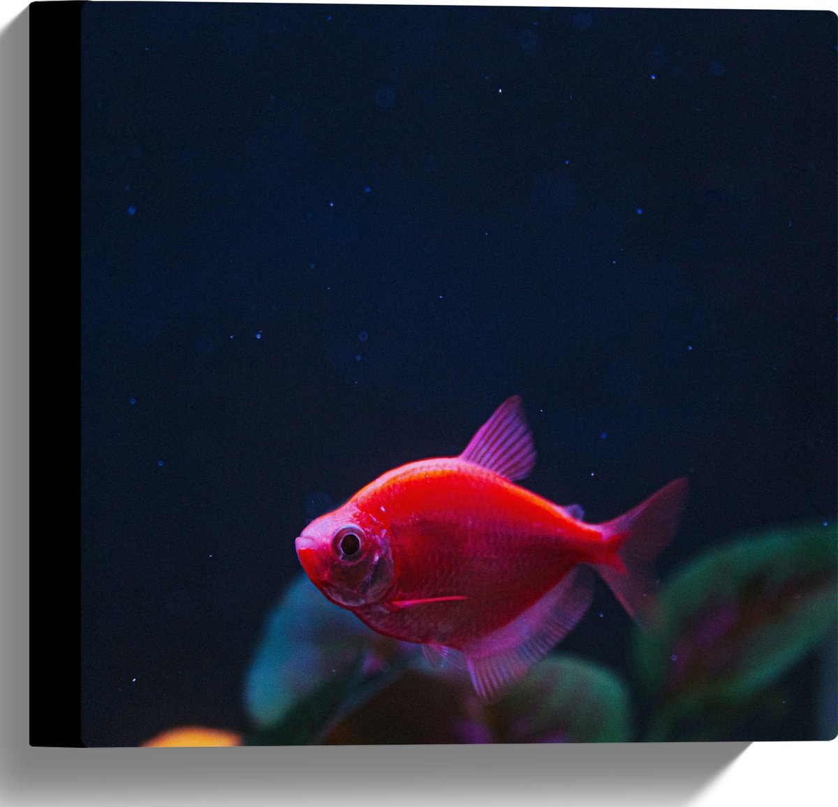 Canvas - Rode Vis in Aquarium - 30x30 cm Foto op Canvas Schilderij (Wanddecoratie op Canvas)