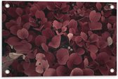 Tuinposter – Struik van Rode Bladeren - 60x40 cm Foto op Tuinposter (wanddecoratie voor buiten en binnen)