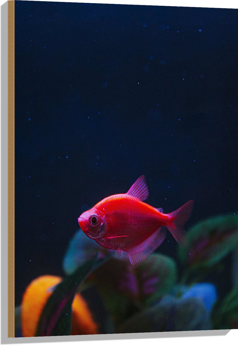 Hout - Rode Vis in Aquarium - 60x90 cm - 9 mm dik - Foto op Hout (Met Ophangsysteem)